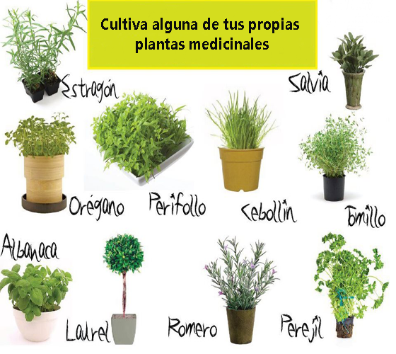 Planta2